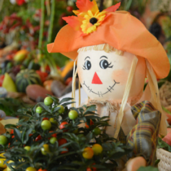 Legszebb konyhakertek (Fotó: Nagy Mária)