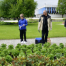 Virágosítás a városközpontban