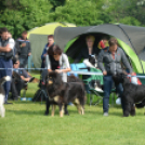 CAC kutyakiállítás (Fotó: Nagy Mária)