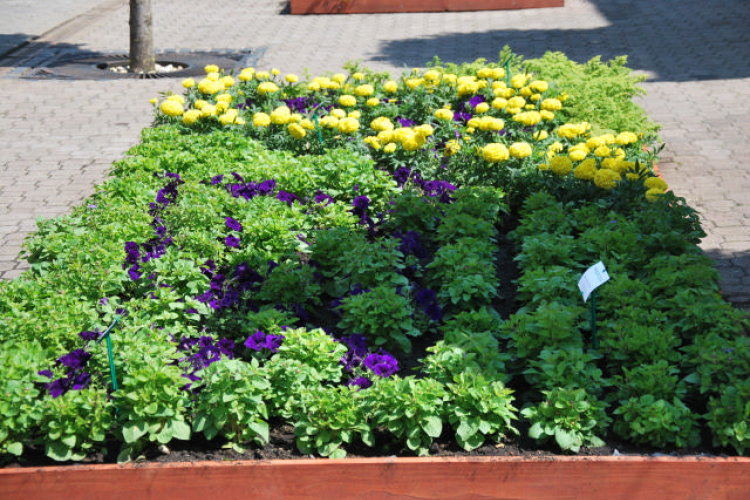 Belvárosi virágút (Fotó: Nagy Mária)