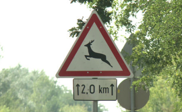 Figyeljünk az őzekre az utakon!