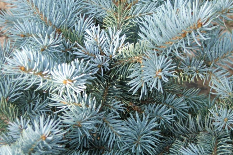 Idén is népszerű a luc