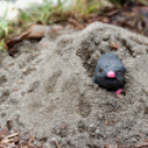 Apró kezek, csodakertek kertépítő verseny (Fotó: Horváth Attila)