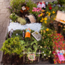 Apró Kezek, Csodakertek