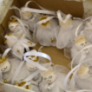 VÁROSI MIKULÁS NAP