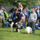 CAC kutyakiállítás (Fotó: Nagy Mária)