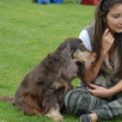 Mosonmagyaróvári Kutyakiállítás