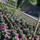 Virágosítsuk a parkot közösen! (Fotó: Stipkovits Veronika)