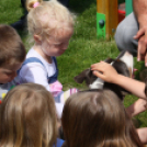 Az Ebuló Kutyaiskola interaktív kutyás bemutatója a Pillangó óvodában (Fotó: Stipkovits Veronika)