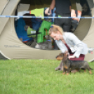 CAC kutyakiállítás (Fotó: Nagy Mária)