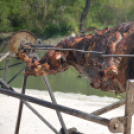 Ökör sütés az Englernél (Fotó: Nagy Mária)