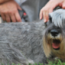 Mi a jó handler titka? - Szeminárium Turzó Jánossal (Fotó: Nagy Mária)