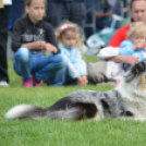 CAC kutyakiállítás (Fotó: Nagy Mária)