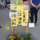 VII. Apró kezek, csodakertek Gyermek Kertépítő verseny