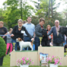 CAC kutyakiállítás (Fotó: Nagy Mária)