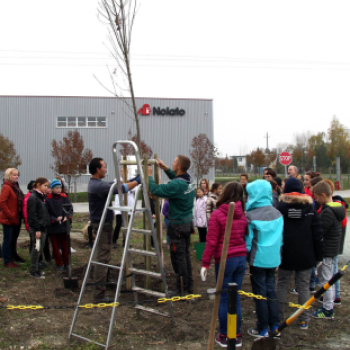 Kőrisfacsemetéket ültettek a diákok a Nolato Magyarország Kft telephelyén