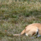 XI. Szigetköz ízei, Vármegye borai Fesztivál 3. nap 