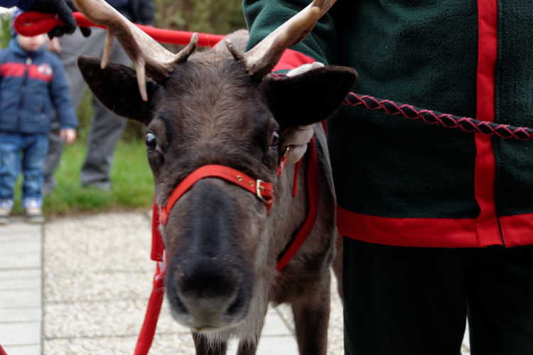 Flesch Karácsony (fotó: Horváth Attila)