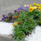 Apró kezek, csodakertek kertépítő verseny (Fotó: Horváth Attila)