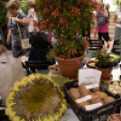 Termény- és virágkiállítás 