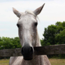 Pillangó Óvoda lovas nap és piknik (Fotó: Stipkovits Veronika)