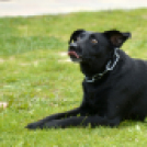 Pillangó Óvoda gyermeknap 2