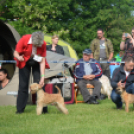 CAC kutyakiállítás (Fotó: Nagy Mária)