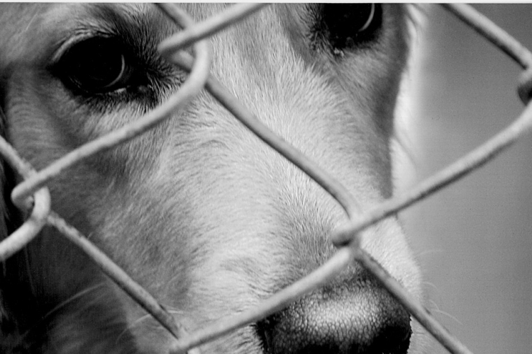 Jótékonysági koncert