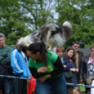 CAC kutyakiállítás (Fotó: Nagy Mária)