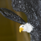 Megvalósult álmok című kiállítás