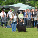 CAC kutyakiállítás (Fotó: Nagy Mária)