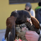 Madaras nap a Pillangó Óvoda és Mini Bölcsődében 