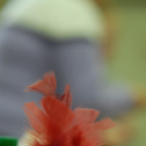 Farsangi Játszóház   