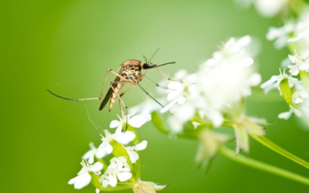 Ismét szúnyoggyérítés Mosonmagyaróváron