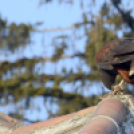 Madaras nap a Pillangó Óvoda és Mini Bölcsődében 