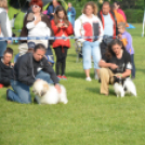 CAC kutyakiállítás (Fotó: Nagy Mária)