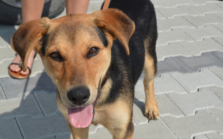 Aranyos kölyök kutyus gazdit keres!!