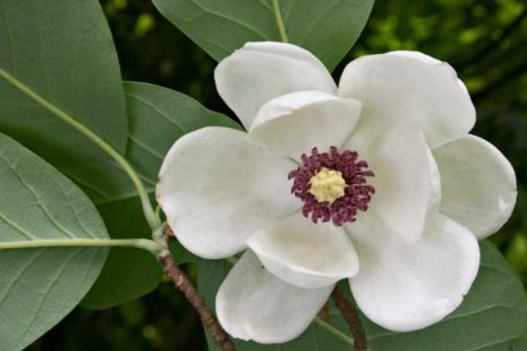 Természetes Egészség előadás sorozat