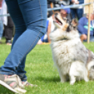 CAC kutyakiállítás (Fotó: Nagy Mária)