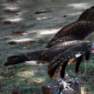 XI. Szigetköz ízei, Vármegye borai Fesztivál 2. nap Várárok