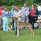 CAC kutyakiállítás (Fotó: Nagy Mária)