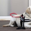 XII. Elfogadás napja Mosonmagyaróvár