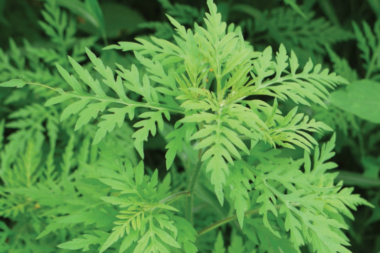 Június 30-áig el kell tüntetnünk a parlagfűvet