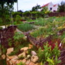 II. Szigetközi Gyógynövénynapok (Fotó: Stipkovits Veronika)