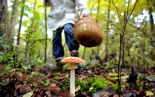Óvatosságra intik a gombaszedőket