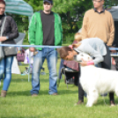 CAC kutyakiállítás (Fotó: Nagy Mária)