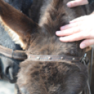 Belvárosi Üzletkör - Makett kiállítás Szombatján 