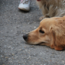 Családi nap a Gyerekek Átmeneti Otthonában