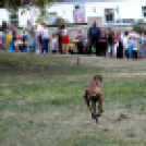 XI. Szigetköz ízei, Vármegye borai Fesztivál 3. nap