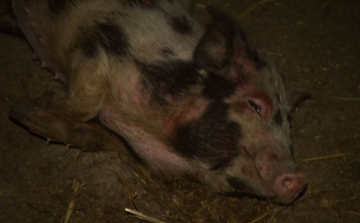 Éheztették az állatokat